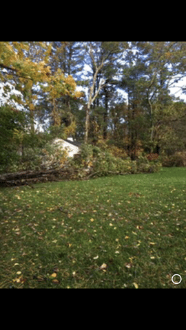 Full view of huge tree that fell.