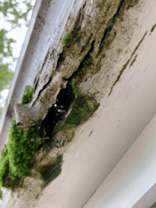 Wood rot damage on wooden gutters.