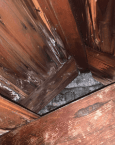 Mold in an attic caused by condensation.