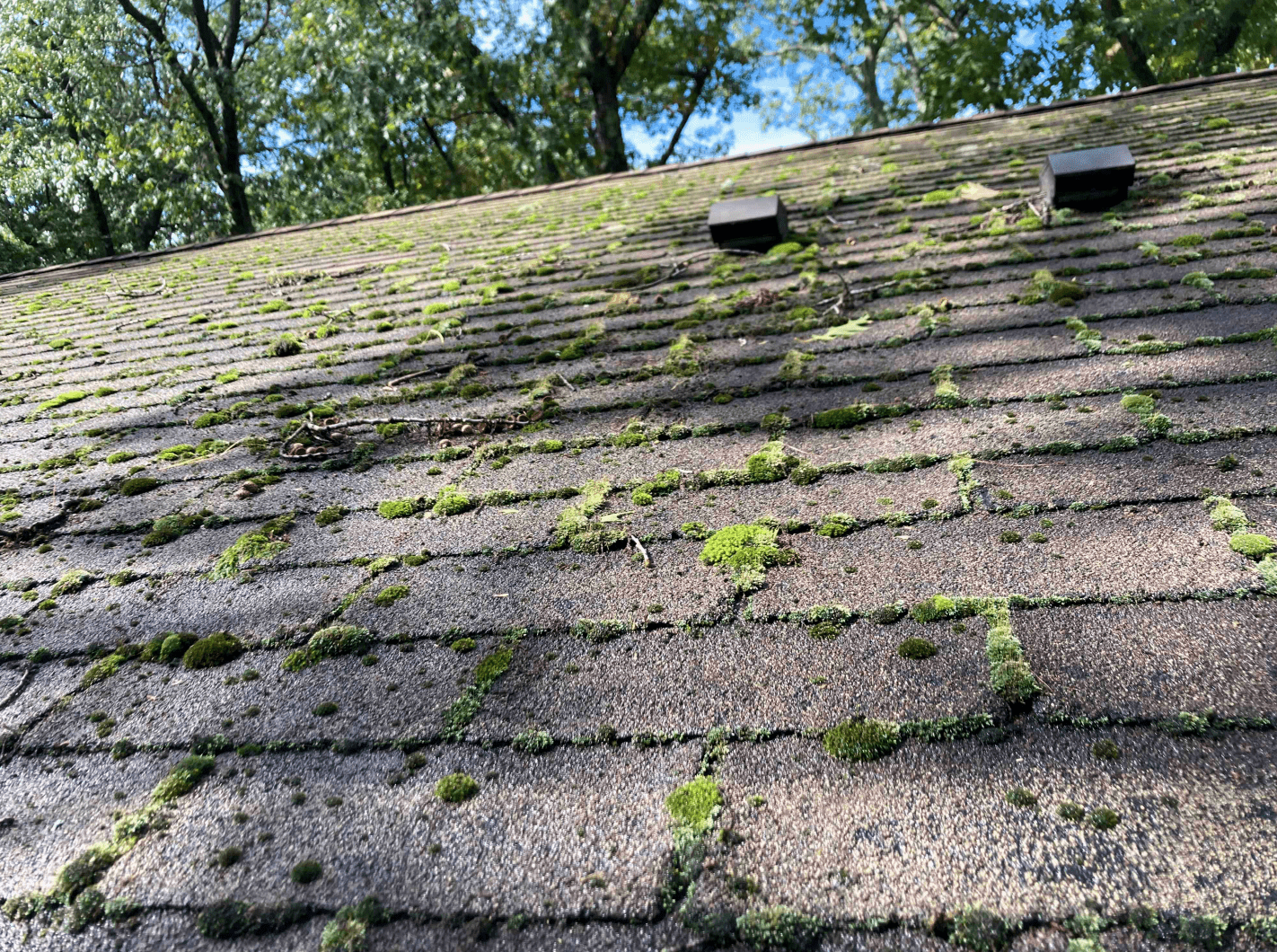 Old asphalt shingles with algae growth. A top cause of leaks.