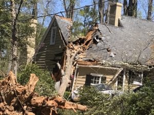 tree crashed into roof of home